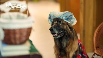 神探忠犬,忠诚与智慧的完美融合